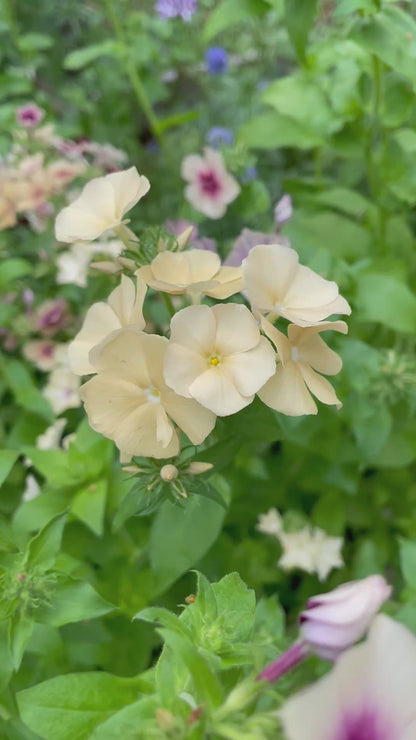 Sommarflox ”Isabellina”
