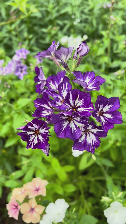 Sommarflox ”Sugar Stars”
