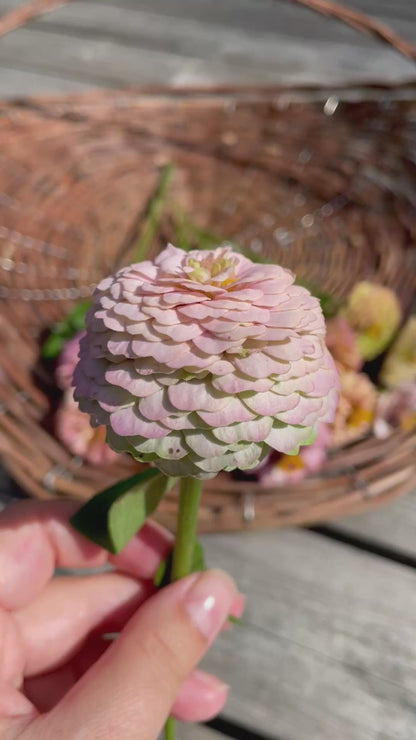 Zinnia ”Sweet Pastels”